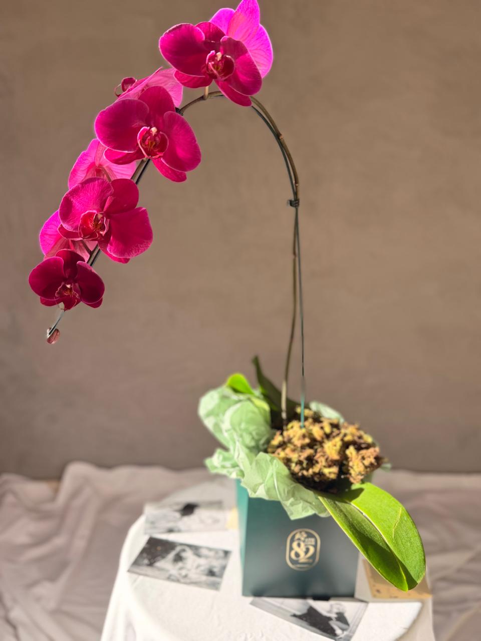 Orquídea Phalaenopsis