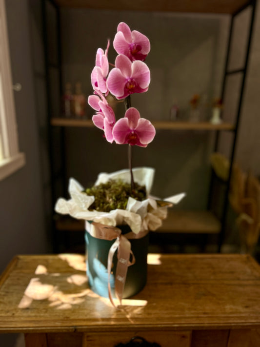 Orquídea phalaenopsis